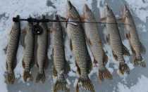 Что полезней икра щучья или черная