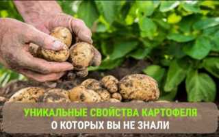 Картофель