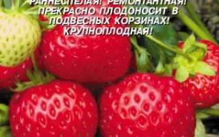 Вьющаяся клубника