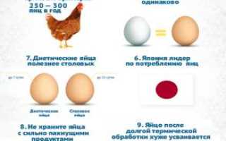 С какого возраста можно давать омлет ребенку?